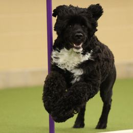 Portuguese Water Dogs from Sandra's Portugese Water Dogs