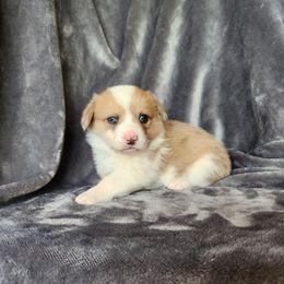 Rooster - Red male Pembroke Welsh Corgi puppy in Orleans, Indiana from Workman Farms