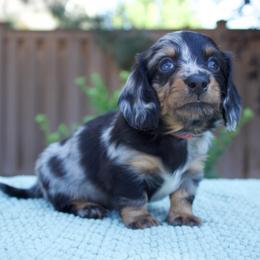 Boy 1 - Dapple male Dachshund puppy in Mapleton, Utah from Utah County Dachshunds