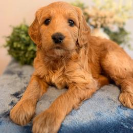 Molly - Cream female Goldendoodle puppy in Fruitland Park, Florida from Doodlepark