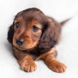 Dachshund Puppies from MyGaDachs
