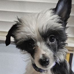 Girl 6 - Indi - Black and white female Chinese Crested puppy in Little Rock, Arkansas from Fabulis Toys (Chinese Crested, Papillons, Chihuahuas)