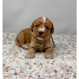 Jade - Caramel female Australian Labradoodle puppy in Sacramento, California from Little Farmstead Labradoodles