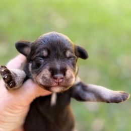 Phillip - Liver male Miniature Schnauzer puppy in Temple, Texas from Schnauzers Of Taylor
