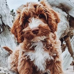 Australian Labradoodles from Amelia Island Australian Labradoodles