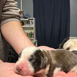 Boy 1 - Brown and white male Saint Bernard puppy in Clover, South Carolina from Sweetest Saints