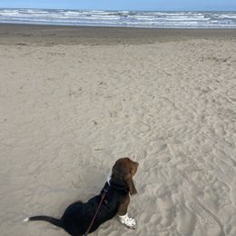 Basset Hound and Dalmatian Puppies from Lazy B Bassets and Dalmatians