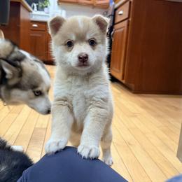 Eleanor - Merle female Pomsky puppy in Doon, Iowa from Luxury Pomsky