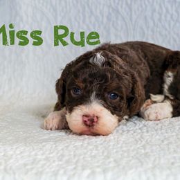 Missy Rue - Tri-color female Bernedoodle puppy in Gentry, Arkansas from WWBar Bernedoodles