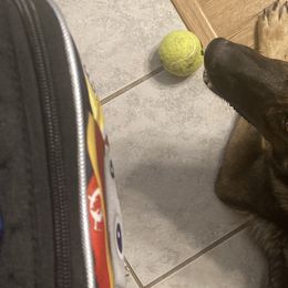 German Shepherds from Stoebear Shepherds