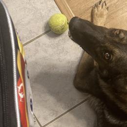 German Shepherds from Stoebear Shepherds
