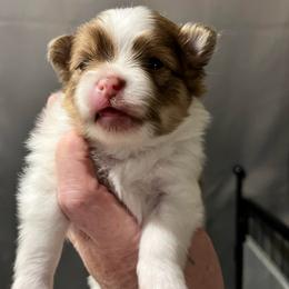 Boy 1 - Chocolate parti male Pomeranian puppy in Maplefalls, Washington from Snow peak poms