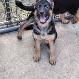 German Shepherd puppies from Blauen Bergen