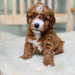 Shannon - female Cavapoochon puppy in Natural Bridge, Virginia from Rockbridge Puppies