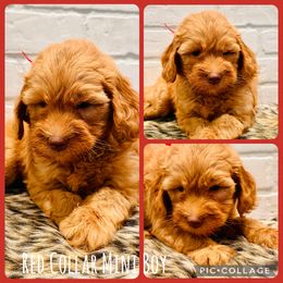 Red Collar Boy - Red  male Goldendoodle puppy in San Augustine, Texas from Vintage Doodles