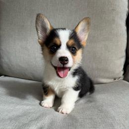 Audrey - White and black female Pembroke Welsh Corgi puppy in Riverside, California from Chases Dream Kennel