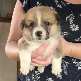 Girl 1 - Sable female Pembroke Welsh Corgi puppy in Edinburgh, Indiana from J Bar M Corgis