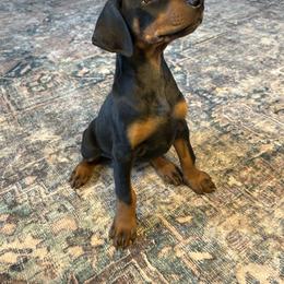 Doberman Pinscher Puppies from Sky’s Dobermans