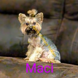 Maci - Yorkshire Terrier