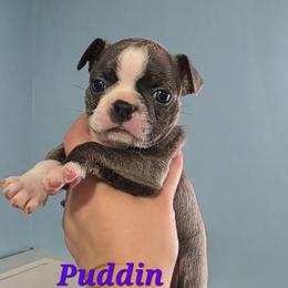 Puddin (Nougat) - Blue female Boston Terrier puppy in Columbus, Ohio from Bryn's AKC Bostons
