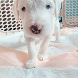 Goldendoodle Puppies from Lady Doodle Farm