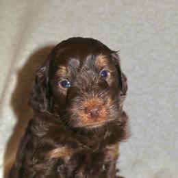 Fudgemallow - Tri-color male Bernedoodle puppy in Ohio from Moore Doodles