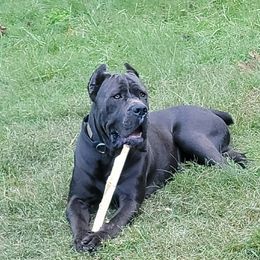 Maverick - Cane Corso