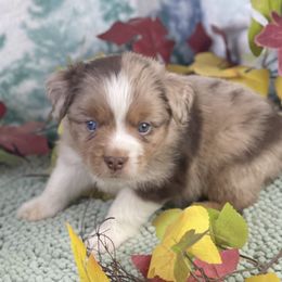 David - Red merle male Miniature Australian Shepherd puppy in Granbury, Texas from Texas Miniature Aussies