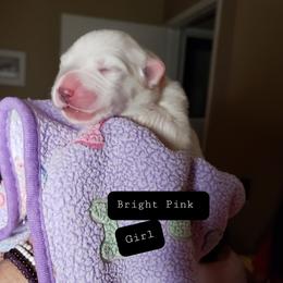 Pink - White female Great Pyrenees puppy in Yucaipa, California from Rusty Horse Ranch Great Pyrenees