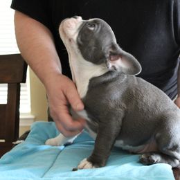 French Bulldog Puppies from Ooh-La-La Frenchies