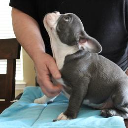 French Bulldog Puppies from Ooh-La-La Frenchies