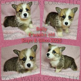 Belly - Red female Pembroke Welsh Corgi puppy in Kiowa, Colorado from Cool Water Corgis LLC