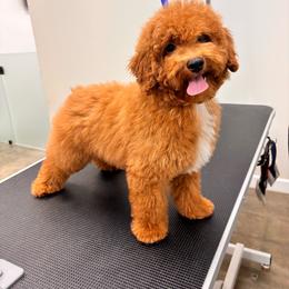 Geppetto - Apricot male Poodle puppy in Miami, Florida from Sakura Poodles