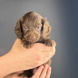 Aelin - Chocolate female Dachshund puppy in Huffman, Texas from Alex's Dachshunds