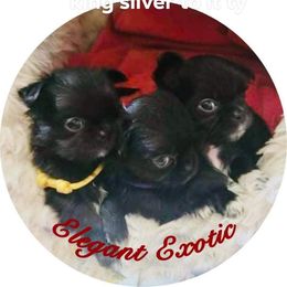 Chihuahua Puppies from Elegant Exotic Chihuahua's