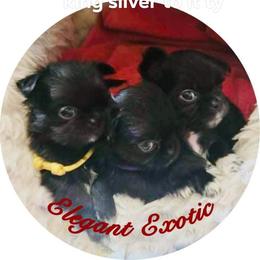 Chihuahua Puppies from Elegant Exotic Chihuahua's