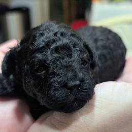 Raven - Black female Poodle puppy in Panama City Beach, Florida from Little Puppy Love
