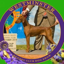 German Shorthaired Pointers and Vizslas from Woodbine Vizslas and German Shorthaired Pointers