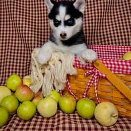 Citrine - Black and white female Pomsky puppy in Troy, Montana from Sun-Kissed Mountain Homestead