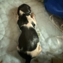 Pink girl - Black tan and white female Biewer Terrier puppy in Lebanon, Oregon from SD99Biewers