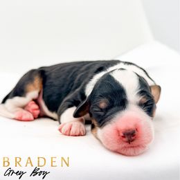 BRADEN - Tri-color male Bernedoodle puppy in Tipton, Indiana from Country Creek Doodles
