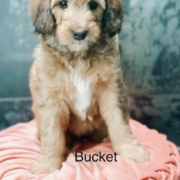 Bucket - Sable female Bernedoodle puppy in Pasco, Washington from Camp Doodle Woods