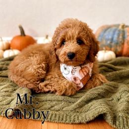 Mr. Cubby - Apricot male Goldendoodle puppy in Sacramento, California from Dandy Doodles Goldendoodles