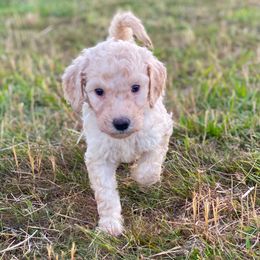 Labradoodle Puppies from Bigfoot Doodles