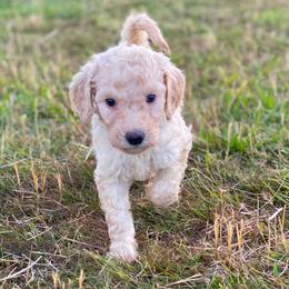 Labradoodle Puppies from Bigfoot Doodles