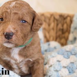 Goldendoodle Puppies from Saluda Ridge Goldendoodles