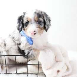 Eddie - Blue merle Aussiedoodle puppy in Decatur, Illinois from Signature Doodles