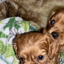 Cavalier King Charles Spaniel Puppies from Cassie’s Cavaliers