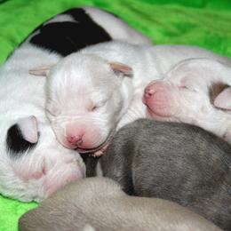 Boy 2 - Fawn male American Staffordshire Terrier puppy in Kewaskum, Wisconsin from Heritage AmStaffs