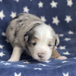 Jameson - Blue merle male Miniature Australian Shepherd puppy in Wesley Chapel, Florida from August Oaks Aussies
